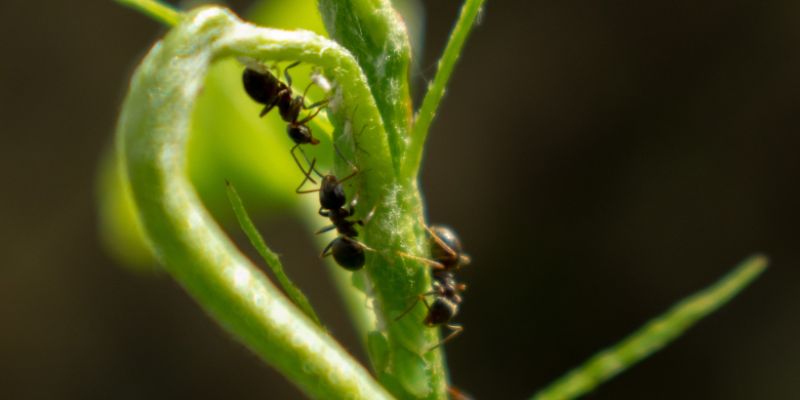jak usunąć mrówki z rośliny marihuany