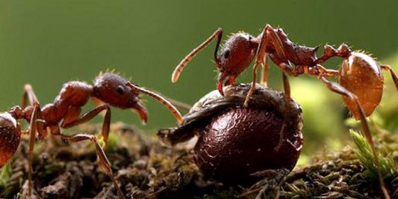 mrówki na marihuanie