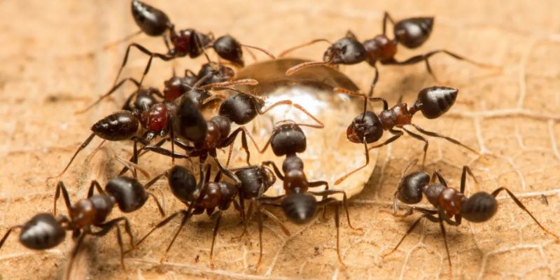 Mrówki w uprawie konopi