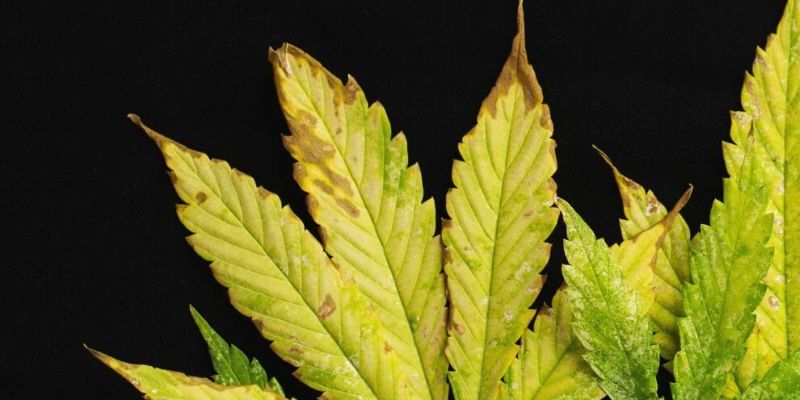 potas w uprawie konopi